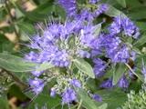 Heavenly Blue kép